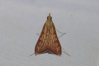 Antigastra catalaunalis
