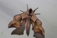 Smerinthus ocellatus