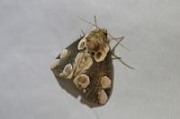 Thyatira batis