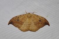 Drepana falcataria