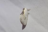 Cilix glaucata