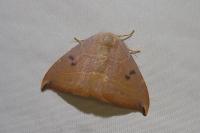Watsonalla uncinula