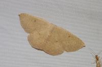 Cyclophora puppillaria