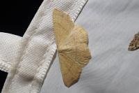 Cyclophora ruficiliaria