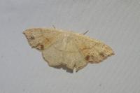Cyclophora punctaria