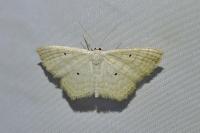 Scopula immutata