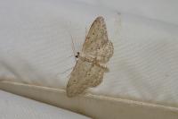 Idaea seriata