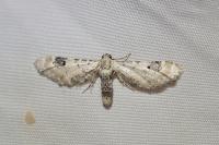 Eupithecia centaureata