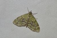 Acasis viretata