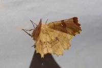 Selenia lunularia
