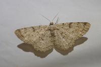 Hypomecis punctinalis