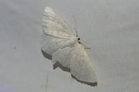 Cabera exanthemata
