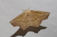 Gerinia honoraria
