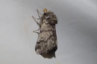 Thaumetopoea pityocampa
