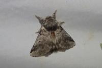 Thaumetopoea processionea