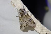 Furcula furcula