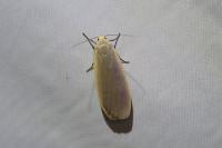 Collita griseola