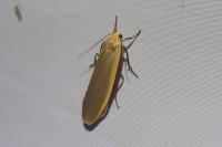 Katha depressa