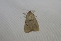 Apaidia mesogona