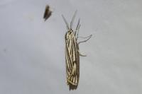 Spiris striata