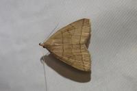 Herminia tarsipennalis