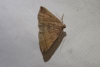 Polypogon plumigeralis