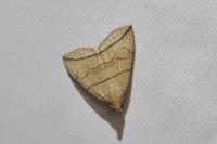 Herminia grisealis