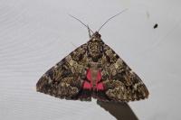 Catocala coniuncta