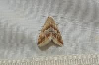 Eublemma parva
