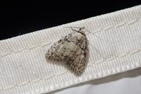 Meganola strigula