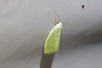 Earias clorana