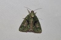 Cryphia algae