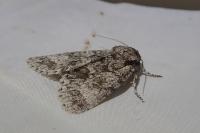 Acronicta megacephala