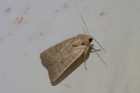 Hoplodrina ambigua