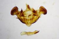 Mesapamea secalella