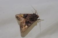 Euplexia lucipara