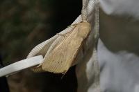 Leucania obsoleta