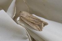 Mythimna riparia