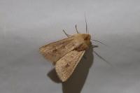 Mythimna ferrago