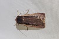 Ochropleura leucogaster