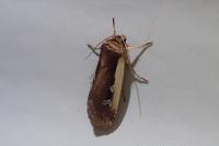 Ochropleura plecta