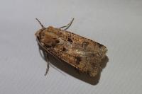 Agrotis trux
