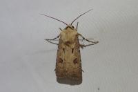 Agrotis exclamationis