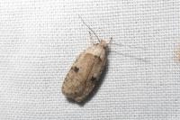 Agonopterix propinquella