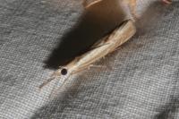 Agriphila geniculea