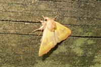 Atethmia centrago