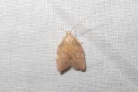 Carcina quercana