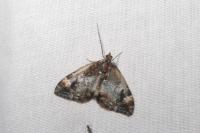 Dysstroma truncata