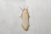 Katha depressa