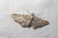 Gymnoscelis rufifasciata